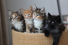 Recombination of parental genes results in different phenotypes within a litter.