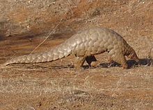 Pangolin (Manis crassicaudata)