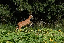 Fleeing roebuck