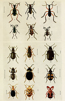 Adephaga
