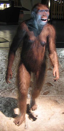 Rekonstruktion av Australopithecus afarensis