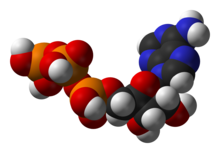 Estructura del trifosfato de adenosina (ATP), un intermediario central en el metabolismo energético