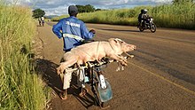 En man som bär en gris på en cykel i Zambia