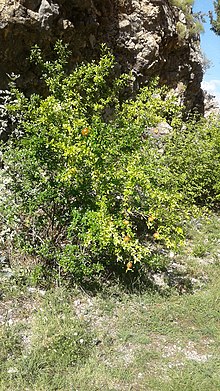 A pomegranate in Montenegro.