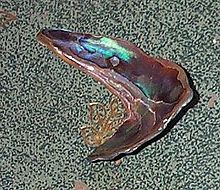 O bucată de scoică de abalone
