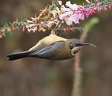 Une femelle de bec-en-sabot qui se nourrit. Les mangeurs de miel aiment se suspendre aux branches tout en se nourrissant de nectar