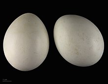 Accipiter gentilis