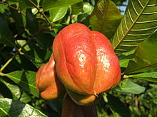 Ackee i sin naturliga miljö &nbsp;  