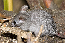 Pigmus i Leipzig Zoo