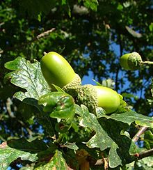 Gland (fruit)