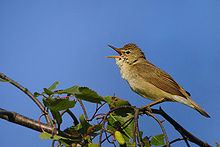 Blythin ruovikossa (Acrocephalus dumetorum).  