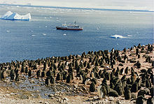 Pui de pinguin Adelie în Antarctica, cu MS Explorer și un iceberg în fundal.