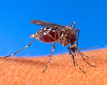Aedes aegypti sivrisineği bir insanla besleniyor