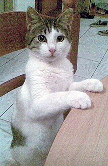 Junger Kater Ägäische Hauskatze