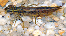 Larva