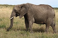 African elephant (Loxodonta africana)