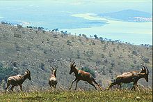 Topis i Akagera National Park