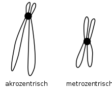 Scheme of an acrocentric and a metacentric metaphase chromosome