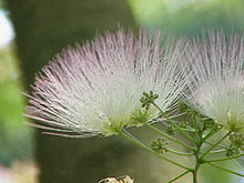 Blumen detail