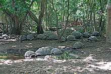 Izolirana populacija živi na otoku Changuu v Zanzibarju
