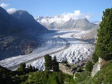 Borovice nad ledovcem Aletsch, Valais  