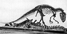 Das Skelettmontier von AMNH 5753, das sich als Apatosaurus-Plünderung herausstellte.