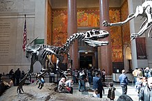 Aç Allosaurus müzenin Ana Lobisinde gelen ziyaretçileri karşılıyor