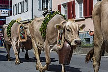 Almabtrieb la Mels în 2019  