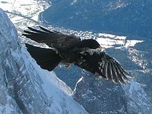 Alpine Chough on Zugspitzeck