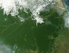 Amazon rainforest