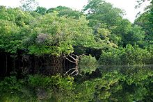 Amazon landscape west of Manaus, in Brazil