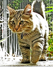 Amerikansk Bobtail