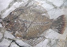 Fossil af Amphistium med det ene øje øverst i midten af hovedet