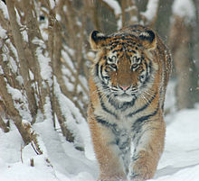 Amur tiger