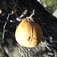 Esimerkki tammen oksassa olevasta sienirihmastosta