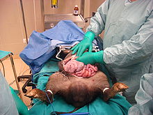 Laboratorio de animales  