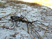 Perechea de împerechere de Anisomorpha buprestoides