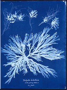 Cianotipia, Dictyota dichotoma, por Anna Atkins  