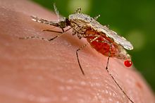 Komar Anopheles stephensi wkrótce po pobraniu krwi od człowieka (kropla krwi jest wydalana jako nadmiar). Komar ten jest wektorem malarii. Zwalczanie komarów na obszarach, gdzie występuje malaria, pozwoli skutecznie walczyć z malarią.