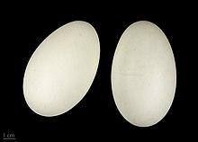 Anser brachyrhynchus