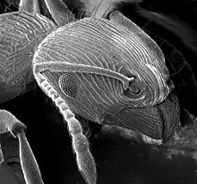 Imaginea unei furnici la un microscop electronic de scanare.