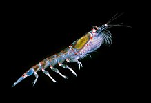 Antarktis krill, hvis art udgør ca. 0,66 % af jordens biomasse, hvilket er den højeste andel af alle dyrearter.