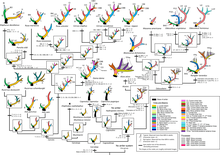 Development of the antlers of the deer