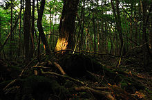 Aokigahara aastal 2008