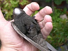 Fright stare at a grasped swift fledgling