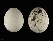Aquila chrysaetos