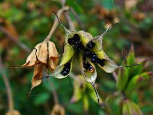 O fruto que cresce de uma flor Aquilegia forma-se a partir de vários ovários. O fruto é um agregado de "folículos". Entretanto, como os folículos não estão ligados entre si, não é considerado um fruto agregado.