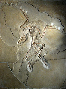 Berlyno archeopteriksas (originalas)