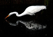 Great White Egret (Ardea alba)