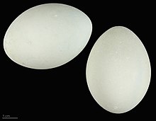 Ardea alba melanorhynchos